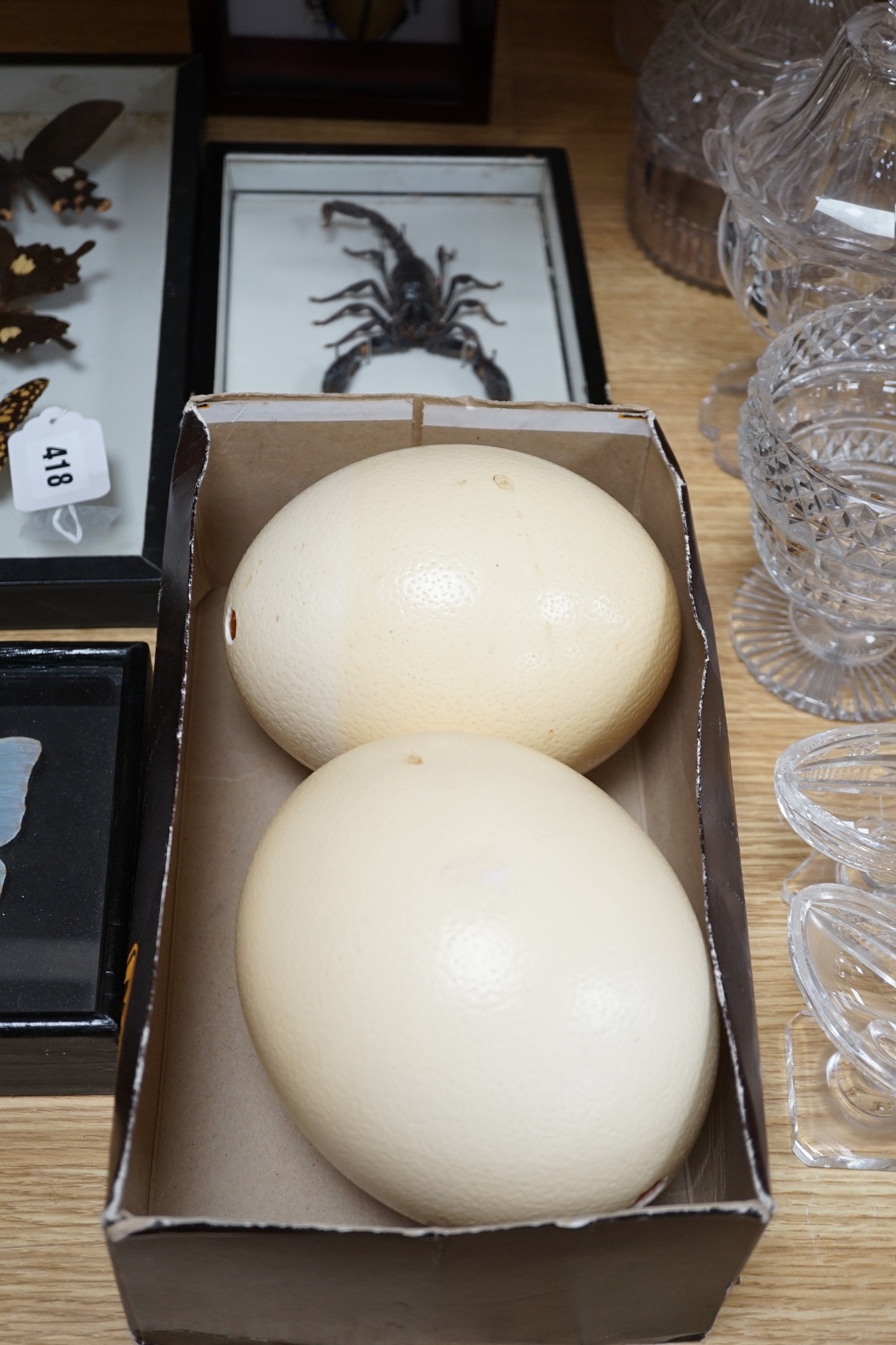 Two cased taxidermic butterflies, stag beetle, one other beetle and two ostrich eggs